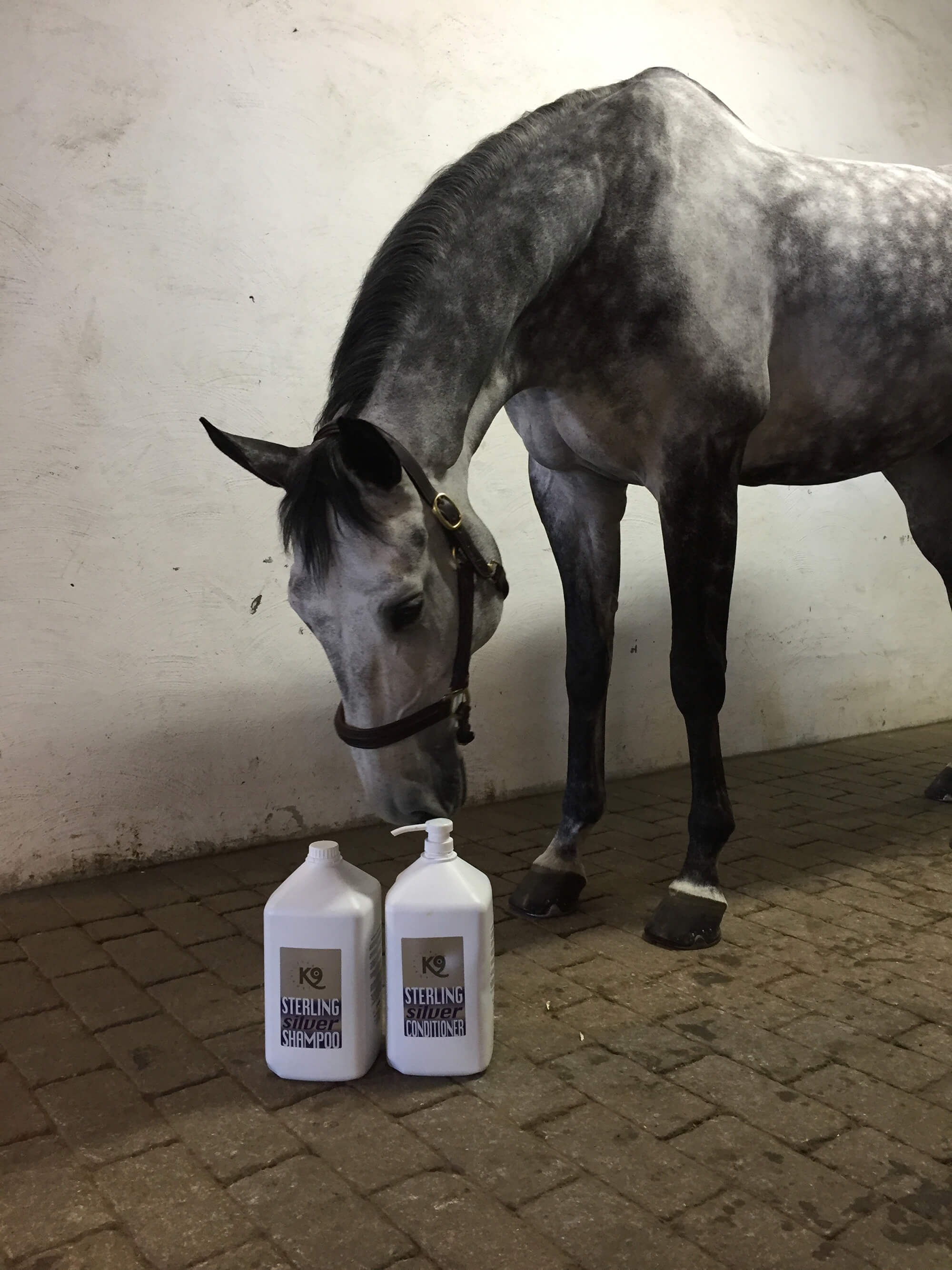 En häst inomhus samt två flaskor Sterling shampoo och balsam