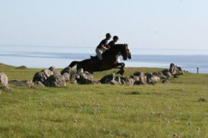 Två hästar hoppar samtidigt över en stenmur på en grässlätt vid havet