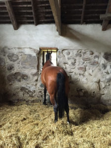 En häst tittar ut genom fönstret i stallet