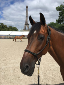 En häst fotas med Eiffeltornet i bakgrunden