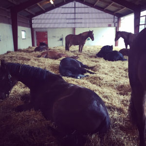 Många hästar ligger inne i stallet i hö