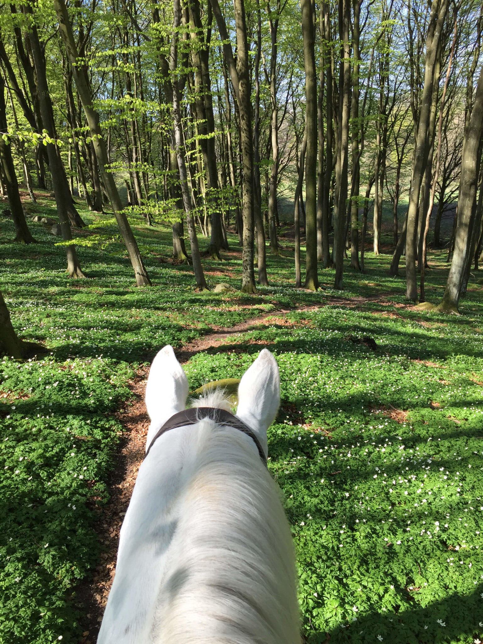 Bild från ryggen på en häst ute i skogen